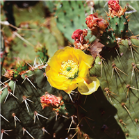 Desert Ghost Flower Fragrance Oil 775
